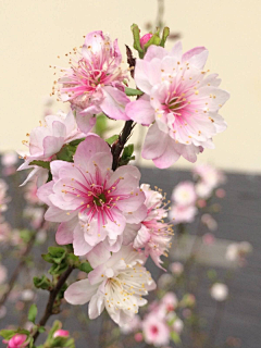 心旅风情采集到花语