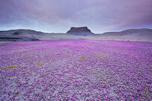 在沙漠中几年开一次的花