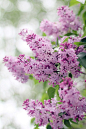 flowersgardenlove:

Lilac Flowers Garden Love
