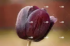 花 美丽的花朵 郁金香 花壁纸 开花 深红 花卉背景 美丽的