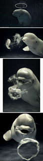这位日本摄影师Hiroya Minakuchi是在岛根县水族馆拍到这头白鲸吐泡泡画面的。自从白鲸无师自通地学会了吹出一个像天使光圈状的泡泡之后，她就成了岛根水族馆里的“红人”。这头可爱的小白鲸约10岁，三年多前学会了吹气泡这门技巧，从此，凭借这独门绝技迷倒了一大批来此参观的游客