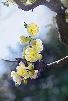 YANHUN手绘板采集到花艺