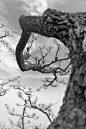 虬曲·皴裂 _意境/艺术纹理_T2021531#率叶插件，让花瓣网更好用_http://ly.jiuxihuan.net/?yqr=12183769#