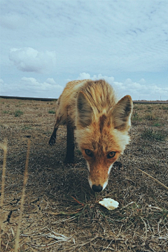 土豆Sue采集到Animal-Fox