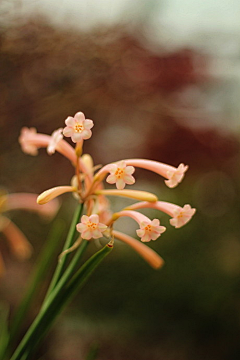 句芒——采集到垂筒花