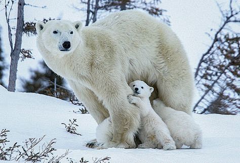 Amazing Polar Bear P...