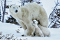 Amazing Polar Bear Photos by David Jenkins » Design You Trust. Design and Beyond.