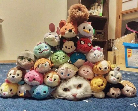 猫 生无可恋