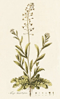 Capsella (Thlaspi) Bursa Pastoris . Shepherd's Purse - William Curtis - Kew Gardens Botanical Prints - Kew Botanical Prints