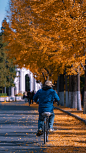 清华园的秋色是令人陶醉的，沿着清华路漫步，两边的银杏叶金黄灿烂，远处洁白的二校门隐约浮现，一位老者骑着脚踏车徜徉其中。