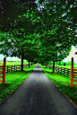 A tree lined drive way surrounded by rolling green pastures with beautiful fencing is all I want: 