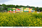 The building of a kindergarten behind a clearing of yellow flowers.