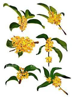 手绘桂花插画  - 源文件下载【酷图网】桂花,桂花插画,花插画,花,古风花,水墨植物,水墨插画,扁平插画,植物插画,花瓣,花朵,卡通手绘,绿叶,中国风植物,手绘风,小清新,整只桂花,植物,手绘茶壶