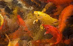 富贵鲤鱼写真24寸宽屏高清桌面壁纸下载桌面壁纸1