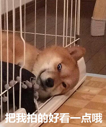 汪星人的表情包，想要获得更多的表情包关注...