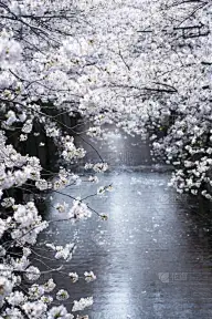 樱花,桃花,梅花,桃树,垂直画幅,天空,留白,无人,绘画插图,部分