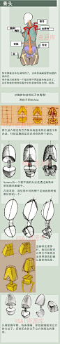#SAI资源库# 非常棒的动漫人体讲解！教你理解人体结构。自己收藏，转需~
