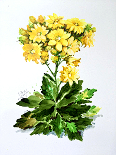 小阿寒呐～采集到花卉