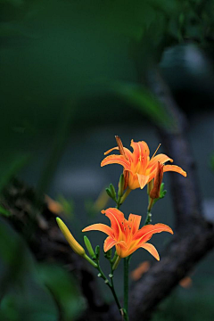 净月悄悄话龙套采集到花朵