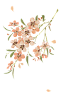 分享下之前画的一点素材。【花X2+树枝】关注… - 半次元 - ACG爱好者社区