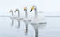 General 2048x1284 animals outdoors duck birds water