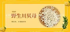 野生川贝母  - 源文件下载【酷图网】川贝中国风,川贝中药,中药川贝批发,高清川贝图片,川贝展板,川贝素材,中医医院,中医馆,中药海报,中医展板,中医模板,中药保健,大药房,中药铺,本草纲目,川贝炖雪梨,川贝枇杷糖浆,蛇胆川贝液,炖干贝,中草药,中药挂画,中医院,养生堂,中药材海报,中药展板,川贝粉,四物汤,川贝母粉,