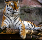 Tiger Sitting on Brown Logs Closeup Photography · Free Stock Photo