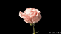 粉色花图片:玫瑰花,粉玫瑰