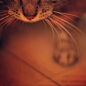 belltoy on Instagram : #TomKitty# #Kitty#