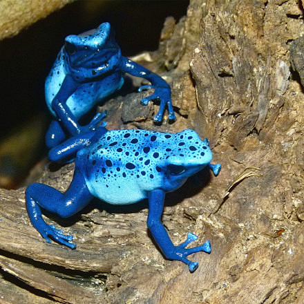 蓝色箭毒蛙