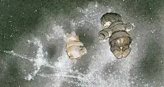 插画师 | 西班牙画家为《疯狂动物城》设计的原稿，和电影版比谁胜？-花生十-微头条(wtoutiao.com)