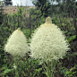 熊草是百合科旱叶百合属一年生草本植物，别名妻草(squaw grass)、肥皂草(soap grass)、quip-quip及印弟安篮草(Indian basket grass)。与百合花为近亲。原产于北美洲山区，从南不列颠哥伦比亚到加利福尼亚州以及东怀俄明州的亚高山带草地、沿岸山脉都很常见。长期被美洲土著用作编织篮子。