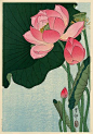 hanga gallery . . . torii gallery: Flowering Lotus by Ohara Koson: 