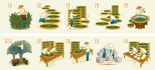普洱茶制茶工艺流程图长卷
