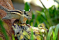 明纹花松鼠：兽纲，国家三级保护动物。