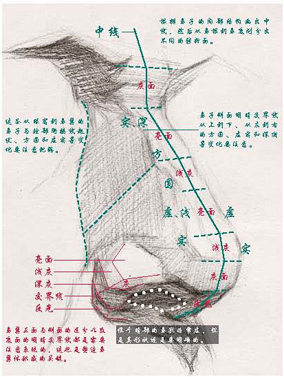 #SAI资源库# 理解鼻子的结构是画好鼻...