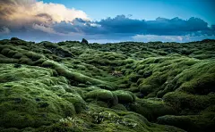 高清晰连绵起伏的苔藓湿地美景壁纸封面大图