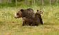 Animal, Baby Animal, Bear, Cub, Predator (animal), Wildlife wallpaper preview