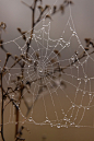 Spider web worth running into....gotta love morning dew or rain!  Looks Like Crystal Jewelry!: 