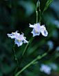 蝴蝶花