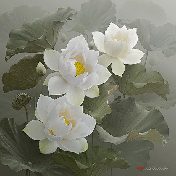荷花之美