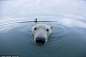 萌蠢北极熊。| 美国野生动物摄影师Steven Kazlowski