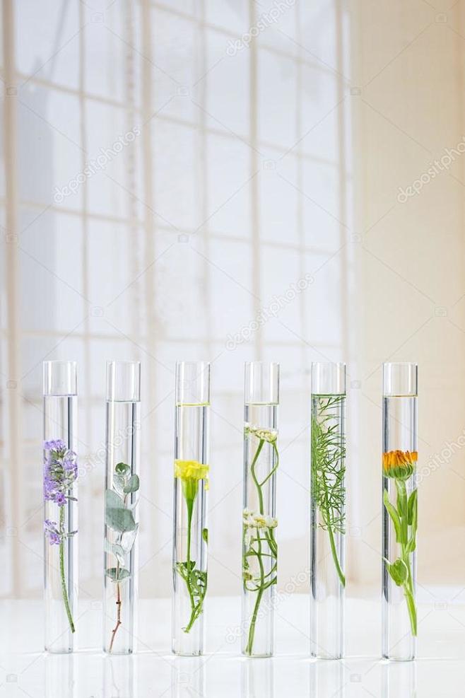 科学实验-花卉和植物在试管中