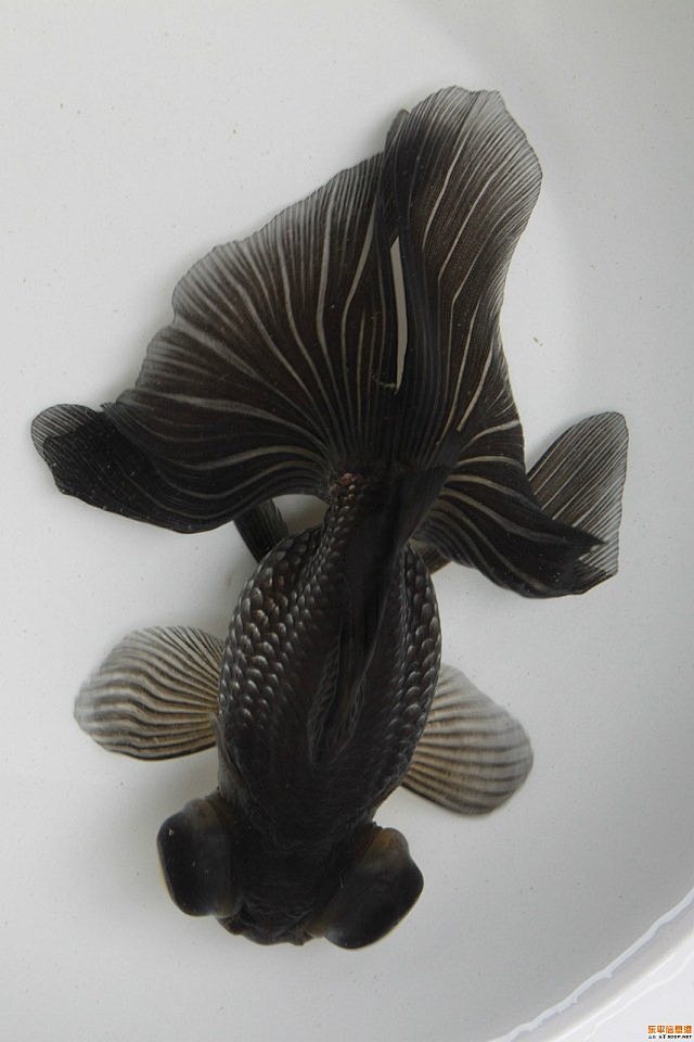 漂亮的蝶尾金鱼