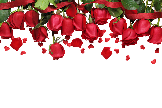 玫瑰花丛