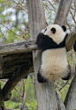 Baby needs help #Music #IndieArtist #Chicago #babypandas Baby needs help #Music #IndieArtist #Chicago