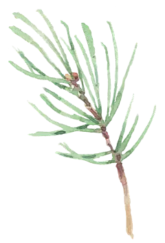 小清新手绘彩绘文艺植物春季花鸟类燕子水彩PNG免抠设计素材