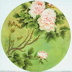 牡丹绘画