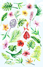 Watercolor - Tropical flowers set : Watercolor set of tropical plants, flower compositions, and various forms that you can use as prints for textiles, printing products or to design your website.