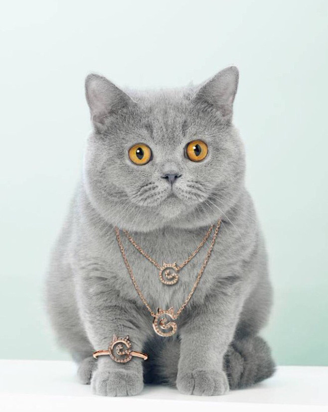  #喵星人#富婆猫 #萌#带项链#手镯
